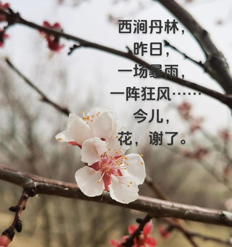 杏花的花语代表了哪种幸福？