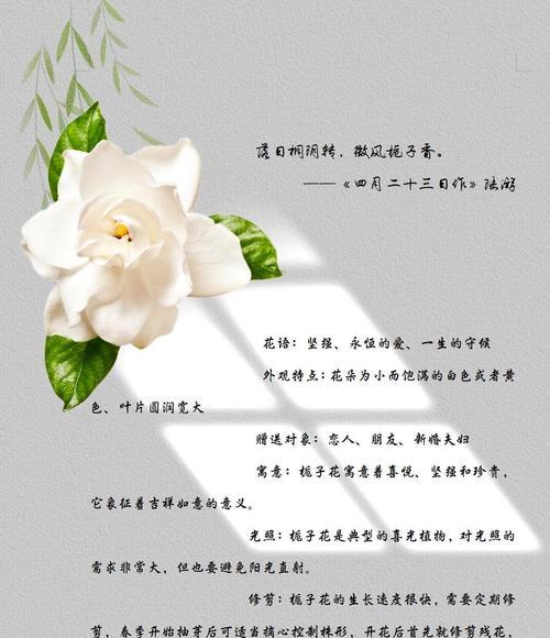 端午节摘栀子花有什么寓意？栀子花在端午节的意义是什么？