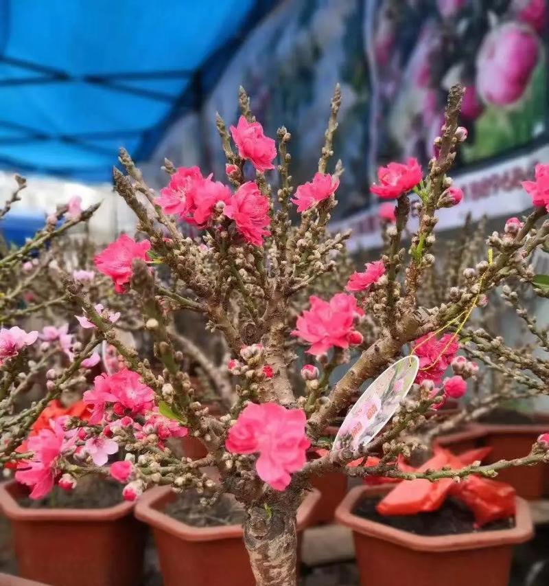 桃花象征幸福吗？还有哪些花象征幸福？