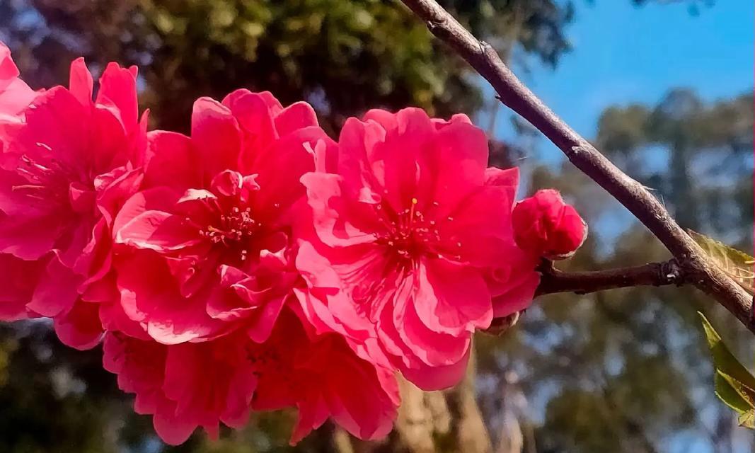 桃花象征幸福吗？还有哪些花象征幸福？