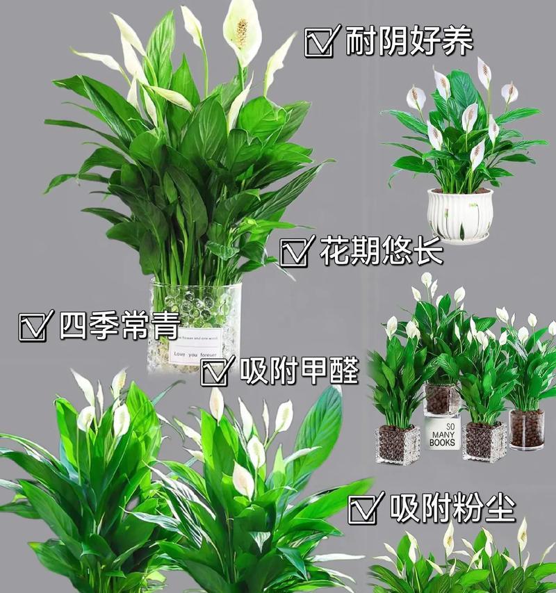 哪种绿色花卉寓意结婚？