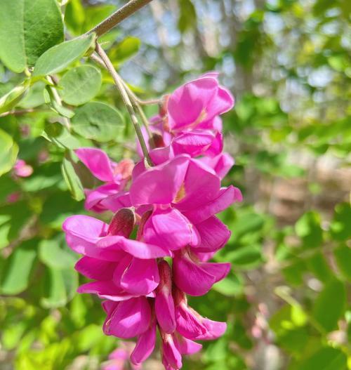 吸色花的花语是什么？吸色花代表了哪些意义？