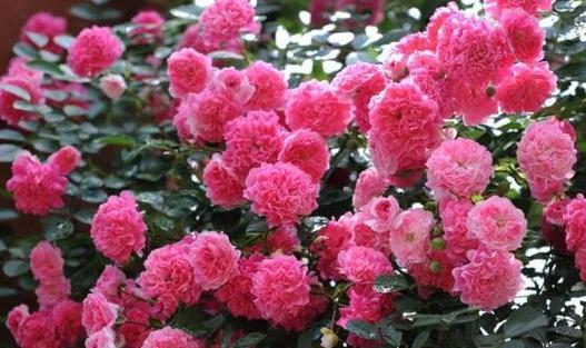 蔷薇粉色的花语是什么？它在花语中代表什么？
