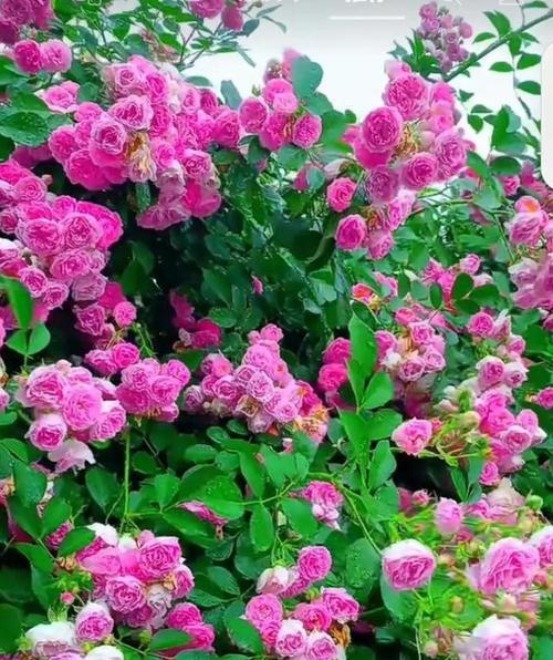 蔷薇粉色的花语是什么？它在花语中代表什么？