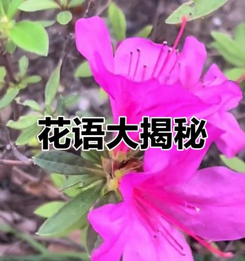 蔷薇粉色的花语是什么？它在花语中代表什么？