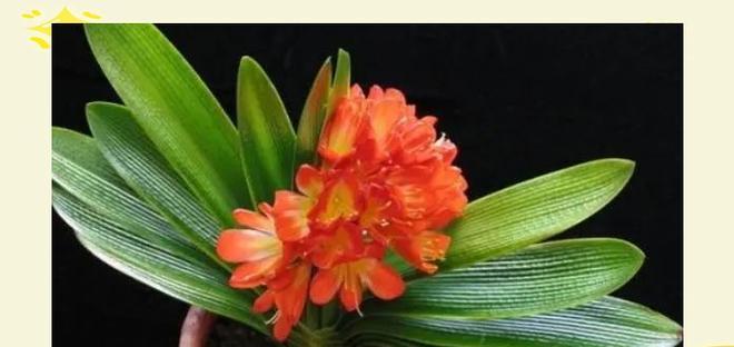 哪些花象征吉祥安宁？吉祥安宁的花有哪些特点？