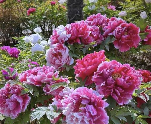 哪些花象征吉祥安宁？吉祥安宁的花有哪些特点？