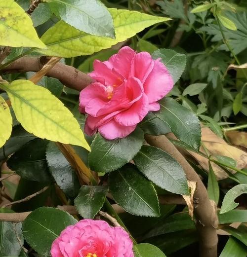 象征着绝望的灰色花有哪些？灰色花的花语是什么？