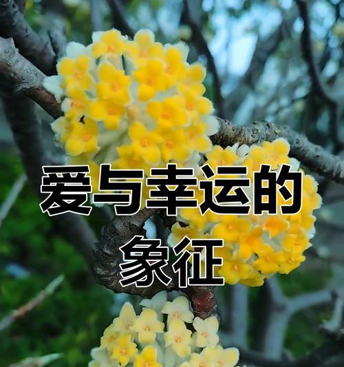 象征着绝望的灰色花有哪些？灰色花的花语是什么？