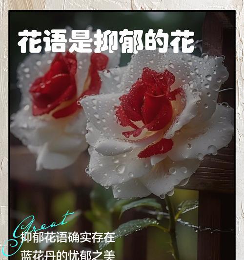 哪种花象征着抑郁的爱情？
