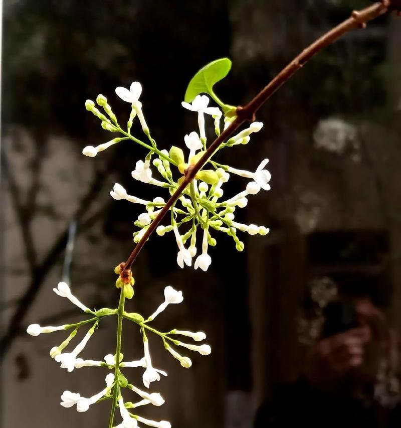 哪种花象征着抑郁的爱情？