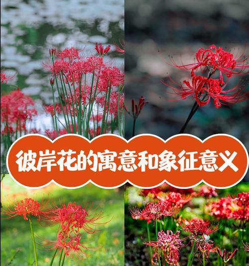 哪种花象征着抑郁的爱情？