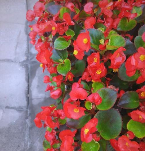 植树节选择的花卉有何特殊含义？