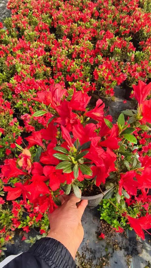 玫红色杜鹃花代表什么？杜鹃花的花语和寓意是什么？
