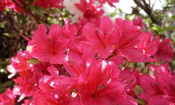 玫红色杜鹃花代表什么？杜鹃花的花语和寓意是什么？