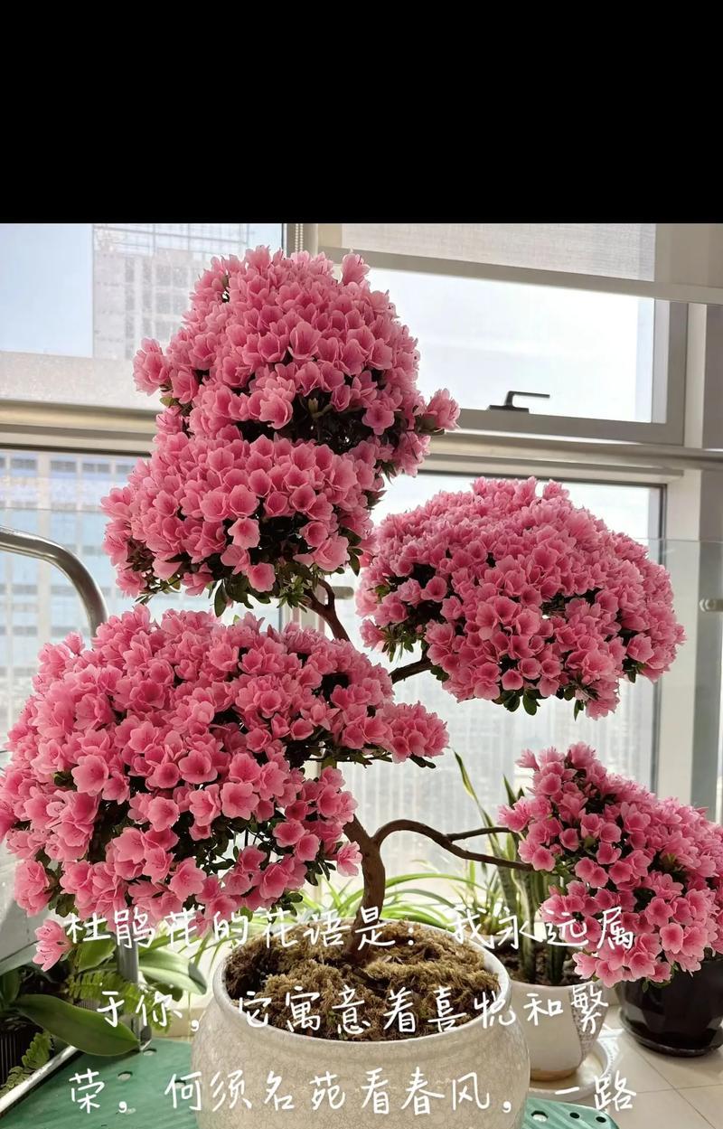玫红色杜鹃花代表什么？杜鹃花的花语和寓意是什么？