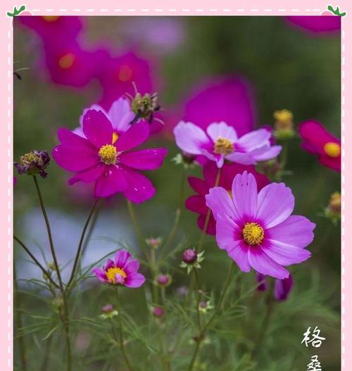 格桑花象征幸福和吉祥吗？格桑花的花语有哪些？