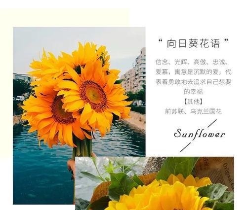通渭的浪漫花语是什么？通渭花语有哪些？