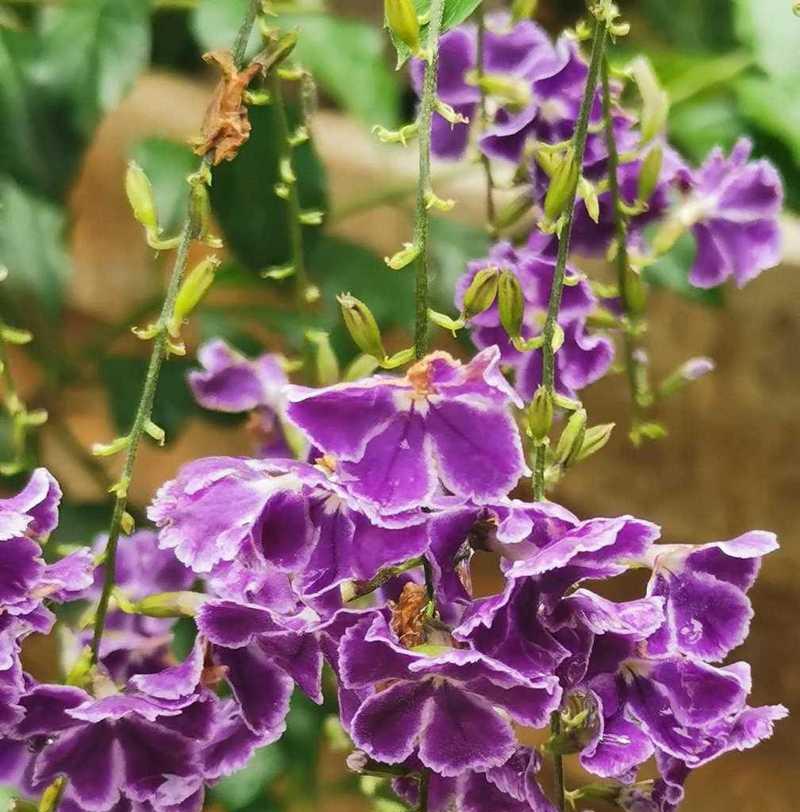 紫色花有哪些寓意？不同紫色花代表什么意义？