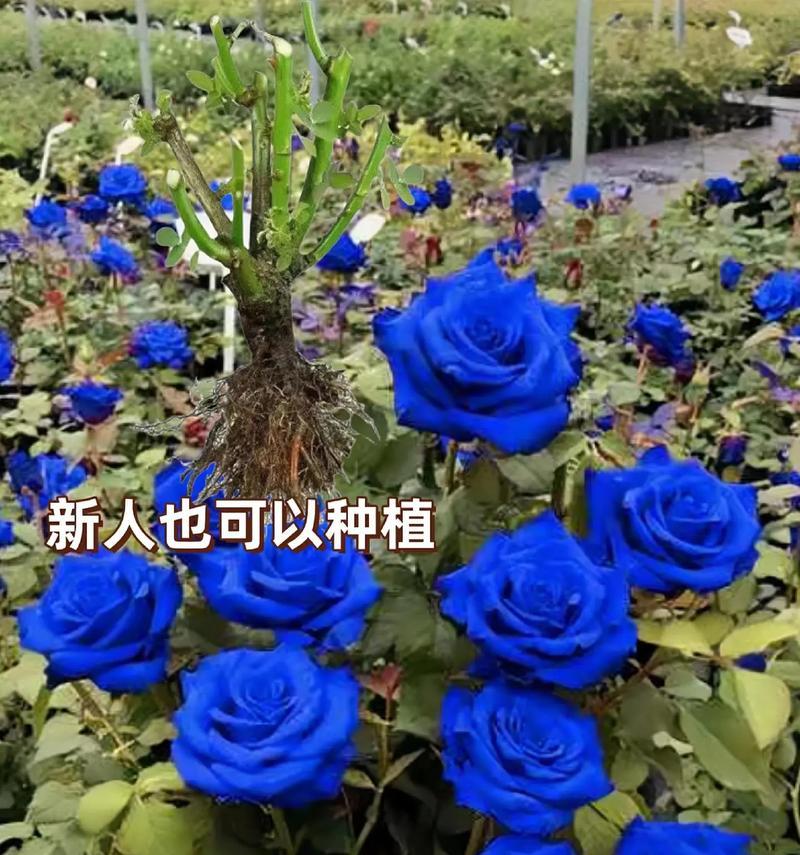 蓝色玫瑰花代表什么？它的含义是什么？