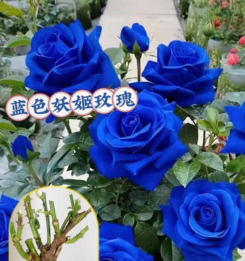 蓝色玫瑰花代表什么？它的含义是什么？