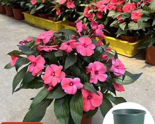 粉色指甲花代表什么？它的含义和寓意是什么？