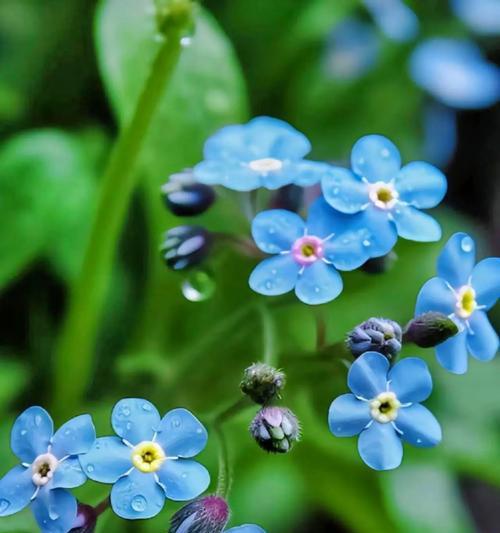 象征爱情的花有哪些？它们的花语是什么？