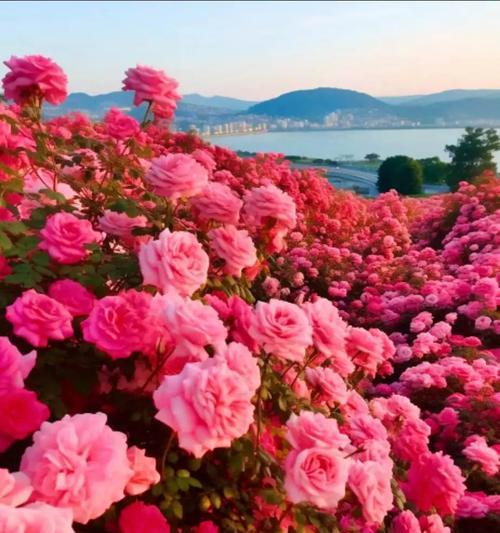 象征爱情的花有哪些？它们的花语是什么？