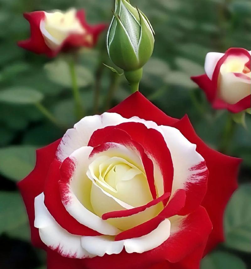 象征爱情的花有哪些？它们的花语是什么？