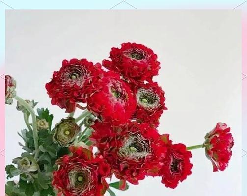 节日摆放的花卉有哪些寓意？如何选择节日花卉？