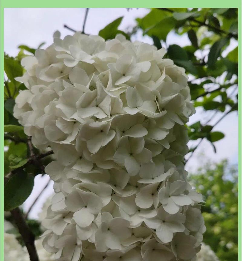 白色绣球花的意义是什么？它们代表了什么？
