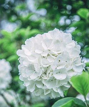 白色绣球花的意义是什么？它们代表了什么？