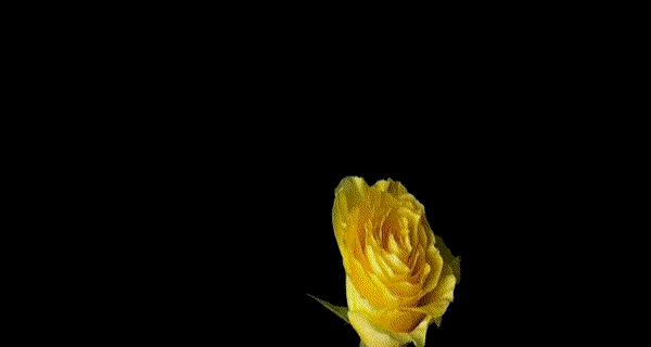 黑色渐变花的含义是什么？象征着什么？