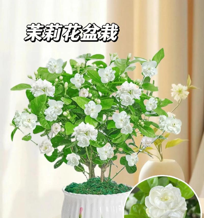 纯白色花象征爱情吗？