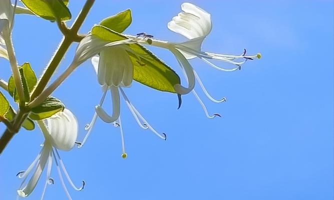 纯白色花象征爱情吗？