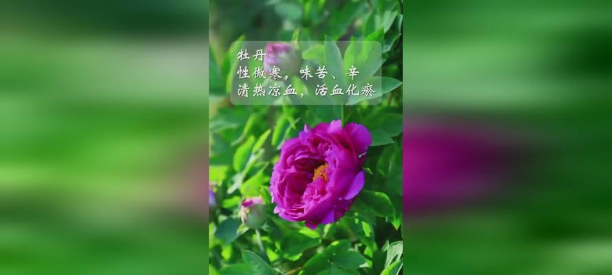 如何通过花语进行特色养生？