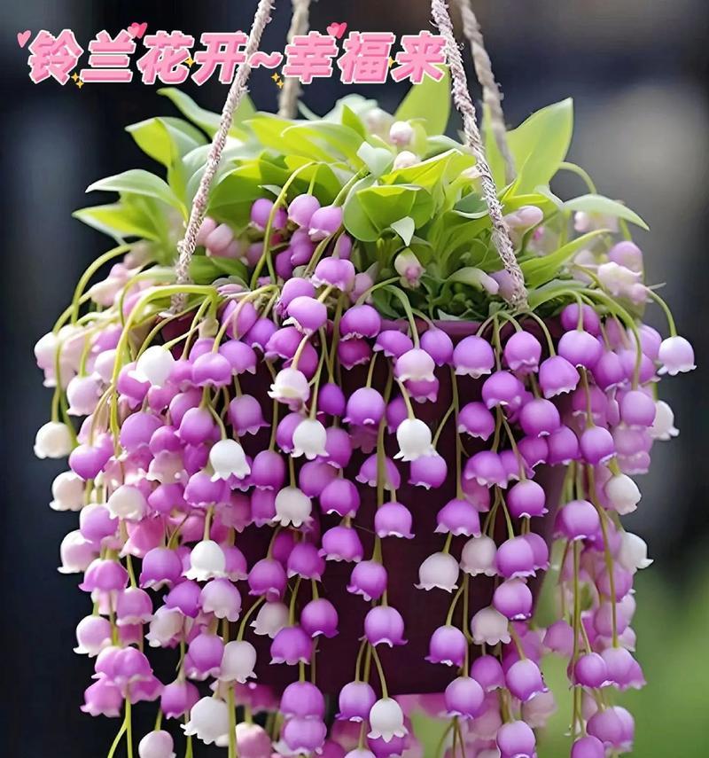 紫色和白色搭配的花语是什么？紫色白色搭配的花语有何含义？