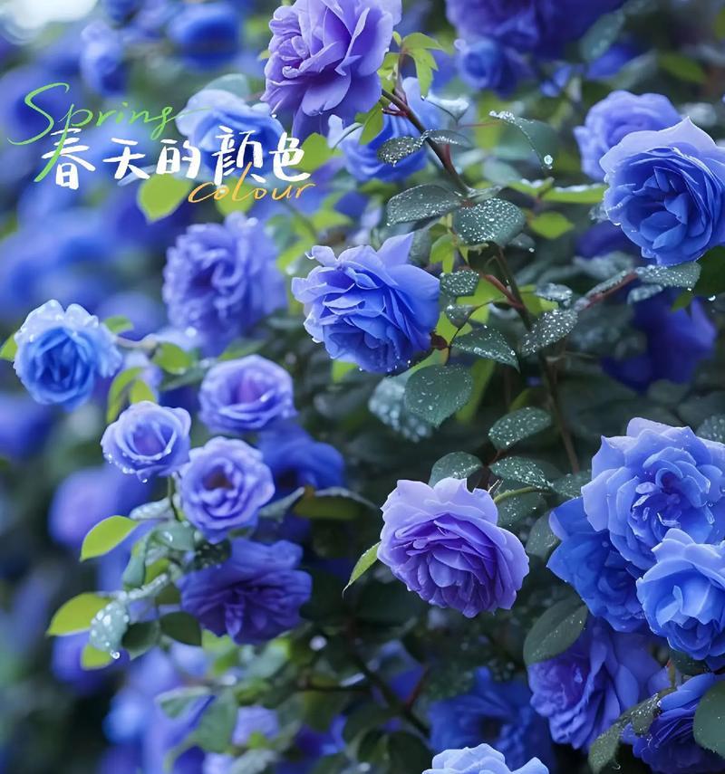 蓝色妖姬花代表什么含义？