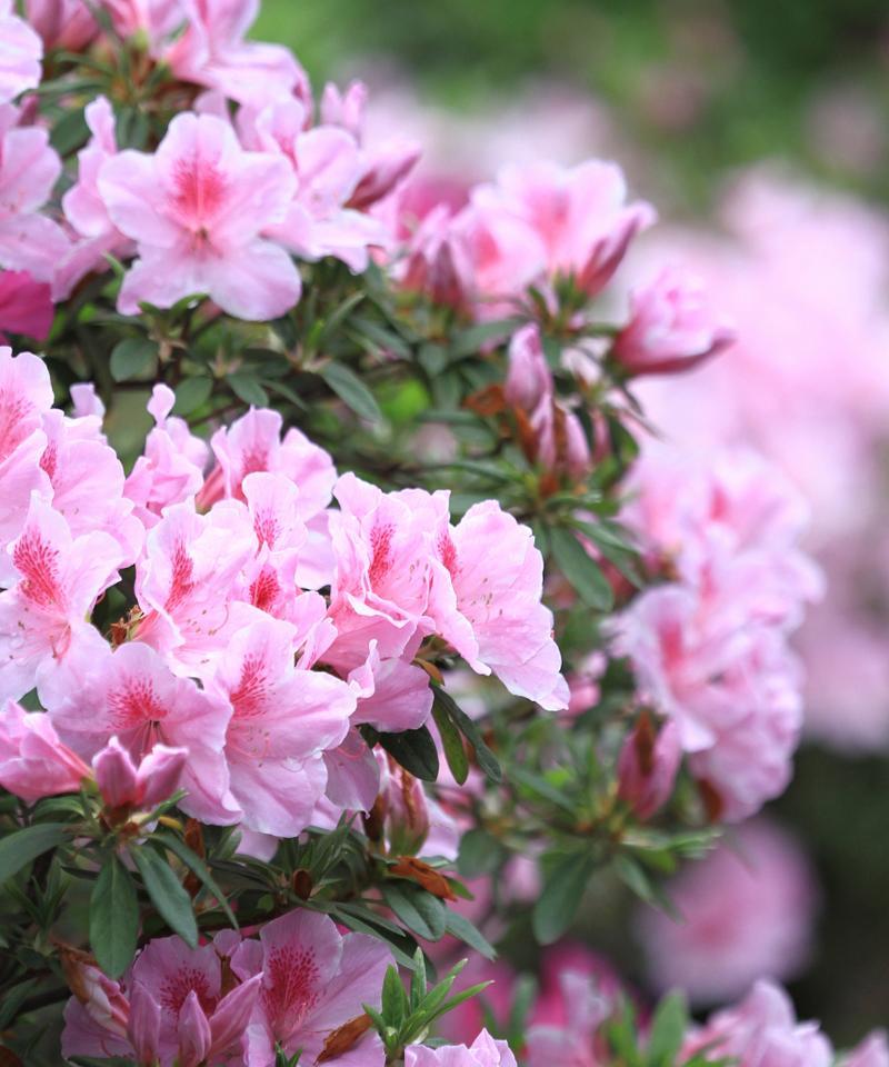 杜鹃花象征哪个季节？杜鹃花的季节寓意是什么？