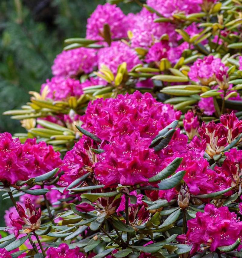 杜鹃花象征哪个季节？杜鹃花的季节寓意是什么？