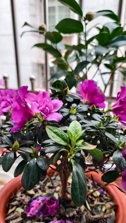 杜鹃花象征哪个季节？杜鹃花的季节寓意是什么？