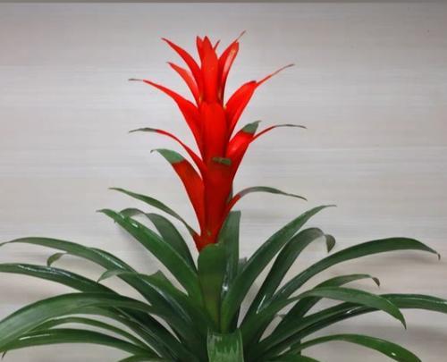 好运的花语是什么？象征好运的花有哪些？