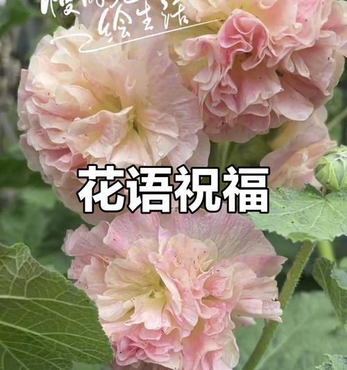 好运的花语是什么？象征好运的花有哪些？