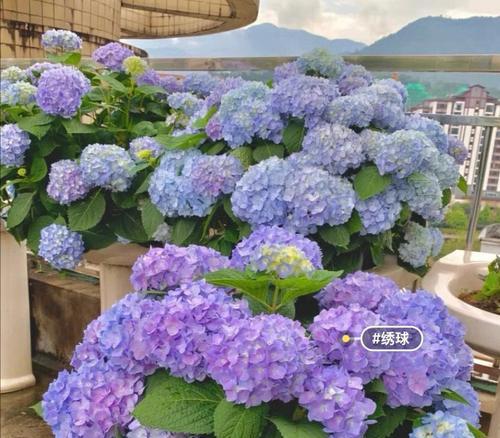 平安寓意的绣球花有哪些品种？它们的花语是什么？