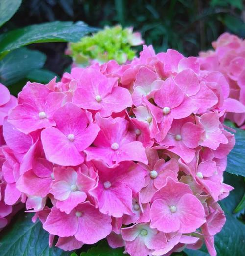 平安寓意的绣球花有哪些品种？它们的花语是什么？