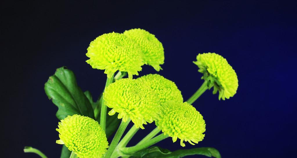 绿菊花象征爱情的花是什么？绿菊花在花语中代表什么？