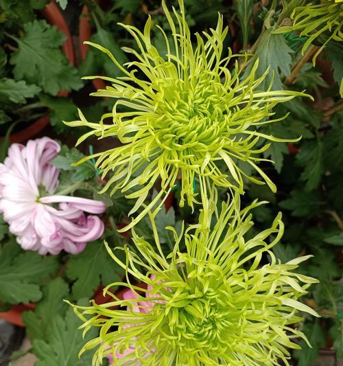 绿菊花象征爱情的花是什么？绿菊花在花语中代表什么？