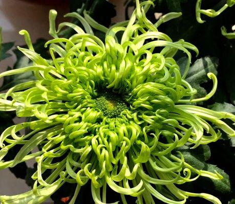 绿菊花象征爱情的花是什么？绿菊花在花语中代表什么？