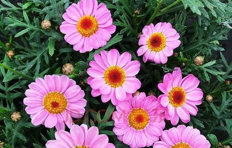 粉色香皂花的意义是什么？它在花语中象征什么？