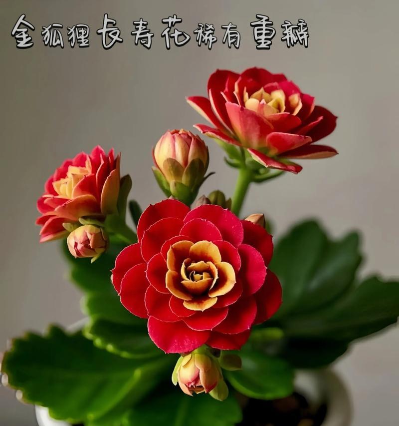 圆叶长寿花的寓意有哪些？如何挑选寓意吉祥的圆叶长寿花？